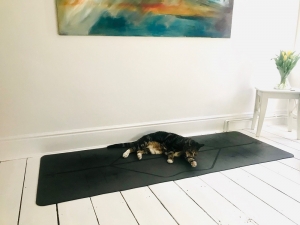 Pippa yoga cat